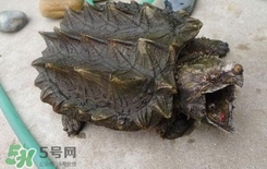 鱷龜是深水龜嗎？鱷魚龜是淡水龜還是海水龜