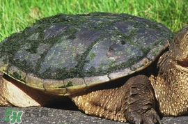 鱷龜為什么不能放生？鱷龜咬人嗎？