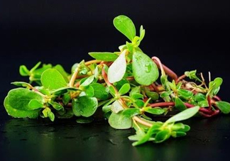 螞蚱菜孕婦可以吃嗎？螞蚱菜的功效與作用