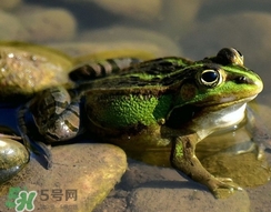 吃青蛙犯法嗎？買賣青蛙怎么處罰