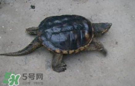 鱷龜可以吃嗎？鱷龜好吃嗎