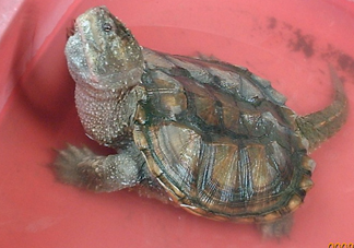 鱷龜怎么分公母？鱷龜公的好還是母的好