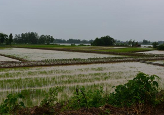 入梅是什么意思？出梅是什么意思