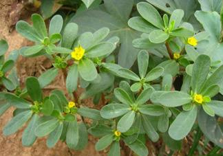 螞蚱菜和鵝蛋能在一起吃嗎？鵝蛋可以和螞蚱菜一起吃嗎