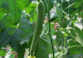 六月份能種絲瓜嗎？絲瓜幾月份種植？