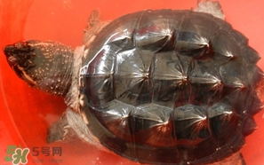 鱷龜多少錢一只？鱷龜多少錢一斤2017？