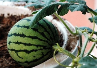 七月份可以種西瓜嗎？7月份可以種西瓜嗎？