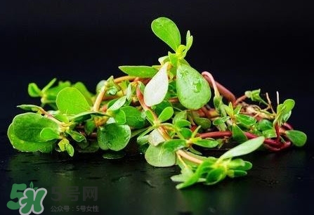 螞蚱菜是馬齒莧嗎？螞蚱菜是什么樣子的