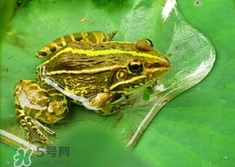 吃青蛙犯法嗎？買賣青蛙怎么處罰