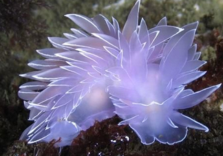 海蛞蝓可以當寵物養(yǎng)嗎？ 海蛞蝓多少錢一只？