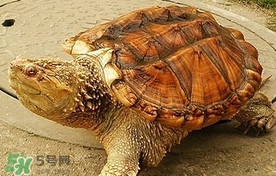 鱷龜怎么吃？鱷龜怎么殺