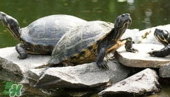 鱷龜多少錢一只？鱷龜多少錢一斤2017？