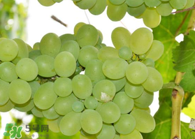 青提怎么保存？青提可以放冰箱嗎？