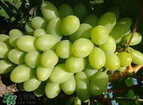 青提上有黑點怎么回事？青提長斑點是什么原因？