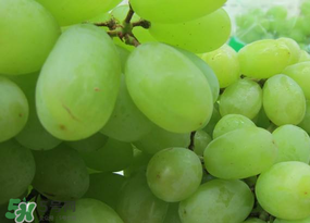 青提上有黑點怎么回事？青提長斑點是什么原因？