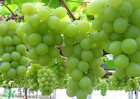 青提太酸怎么辦？青提怎么放才甜 ？