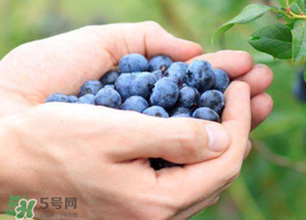 藍(lán)莓什么品種好？盆栽藍(lán)莓什么品種好？