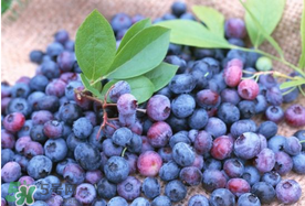 藍(lán)莓什么品種好？盆栽藍(lán)莓什么品種好？