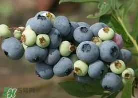 藍(lán)莓什么品種好？盆栽藍(lán)莓什么品種好？