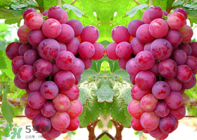 紅提怎么洗才干凈？紅提用鹽洗可以吃嗎？