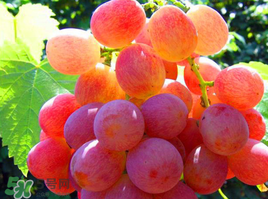 紅提可以放冰箱嗎？紅提放冷庫怎么保存？