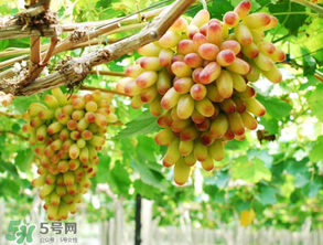 美人指葡萄多少錢一斤？美人指葡萄是轉(zhuǎn)基因嗎？