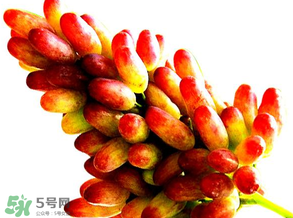 美人指葡萄多少錢一斤？美人指葡萄是轉(zhuǎn)基因嗎？