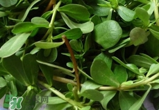 馬蜂菜怎么吃？馬蜂菜怎么做好吃