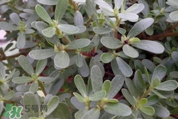 馬蜂菜孕婦可以吃嗎？孕婦能吃馬蜂菜嗎