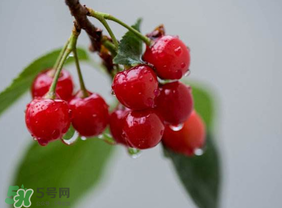 七月份還有櫻桃嗎？櫻桃?guī)自路菥蜎]了？