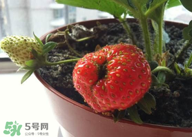 七月份有草莓嗎？7月份有草莓嗎？