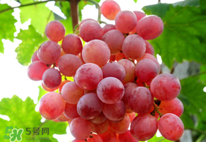 紅提變軟了還能吃嗎？紅提變軟是不是壞了？