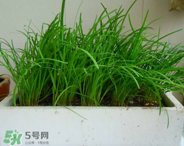 6月份能種韭菜嗎？ 6月份能種韭菜種子嗎？