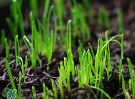 6月份能種韭菜嗎？ 6月份能種韭菜種子嗎？