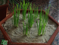 6月份能種韭菜嗎？ 6月份能種韭菜種子嗎？