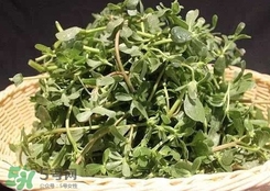 馬蜂菜孕婦可以吃嗎？孕婦能吃馬蜂菜嗎