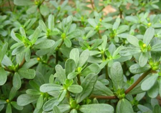 馬蜂菜治什么病？馬蜂菜的功效與作用