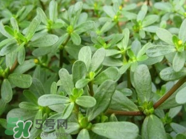 馬蜂菜跟什么相克？什么人不能吃馬蜂菜？