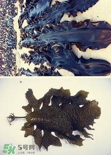 昆布是什么？昆布是海帶嗎