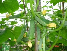 水果黃瓜常溫能放多久？水果黃瓜怎么保存？