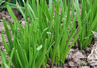 6月份能種韭菜嗎？ 6月份能種韭菜種子嗎？