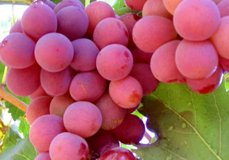 紅提什么時候成熟？紅提什么時候上市？