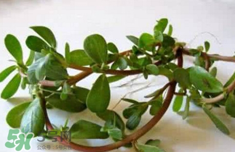 馬蜂菜跟什么相克？什么人不能吃馬蜂菜？