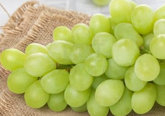 青提怎么保存？青提可以放冰箱嗎？