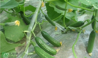 水果黃瓜多少錢一斤？水果黃瓜怎么種？