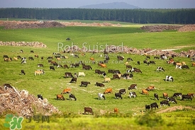 奶粉哪個國家的最好？奶粉哪個國家的奶源好？