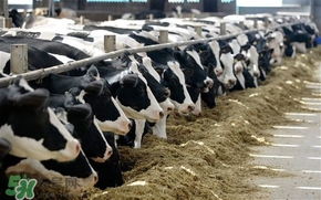 奶粉哪個國家的最好？奶粉哪個國家的奶源好？