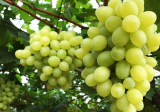 青提太酸怎么辦？青提怎么放才甜 ？