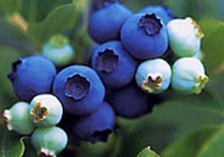 藍莓什么味道？藍莓味道是什么樣的？