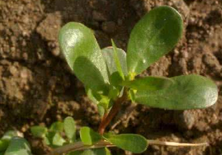 馬蜂菜跟什么相克？什么人不能吃馬蜂菜？